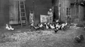 Gerda matar höns och ankor i Yxtabacken i Hovsta, 1920-tal