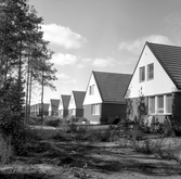 Gräsmatta bakom radhus i Lundby, 1972
