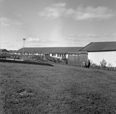 Lekplats vid gräsmatta i villaområde i Lundby, 1972