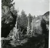 Dingtuna.
Kungsljus i Vångsta. 1936.