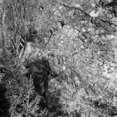 Runhäll i Österhaninge