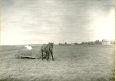 Fläckebo sn, Gussjö.
Häst med hösläpa, 1925.