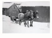 Slädekipage i snö med två hästar som har dekorerade seldon och står utanför några ekonomibyggnader i Gällared. Möjligen gården Skog.