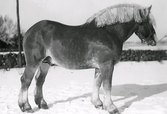 En ardennerhäst med flätad man står i snön med stegärdsgård i bakgrunden. Uppgifter saknas. Tillhör samlingen med fotokopior från Hallands Nyheter som är från 1930-1940-tal.