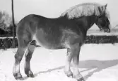 En ardennerhäst med flätad man står i snön med stegärdsgård i bakgrunden. Uppgifter saknas. Tillhör samlingen med fotokopior från Hallands Nyheter som är från 1930-1940-tal.