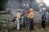 Ungdomar hälsar på getter, 1970-tal