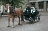 Häst med vagn på Barnens dag, 1950-tal