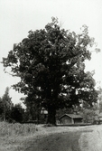 Kungseken i Knappfors i Karlskoga, 1940-tal