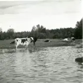 Gunnilbo sn, Naddebo.
Fjällkor vid sjön Stora Kedjen. 1937.