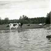 Gunnilbo sn, Naddebo.
Fjällkor vid sjön Stora Kedjen. 1937.