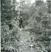 Gunnilbo sn, Naddebo.
Anders Andersson med bössa. 1937.