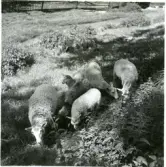Gunnilbo sn, Naddebo.
Får på bete. 1937.