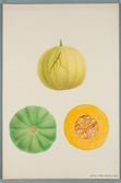Sveriges kulturväxter. Illustration utförd av Henriette Sjöberg. Melon, glatt, liten, klotrund, slät. Odlad Äs, Södermanland 1876. Inv. nr. C101 : 511.