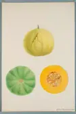 Sveriges kulturväxter. Illustration utförd av Henriette Sjöberg. Melon, glatt, liten, klotrund, slät. Odlad Äs, Södermanland 1876. Inv. nr. C101 : 511.