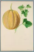 Sveriges kulturväxter. Illustration utförd av Henriette Sjöberg. Melon, nätmelon, vanlig. Odlingsplats och datering saknas. Påskrift på baksidan Ultuna är överstruken. Inv. nr. C101 : 520.