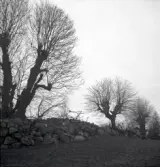 Odlingsrösen och hamlade lindar i Linnarsmåla. Odlingsrösen är, till skillnad från gravrösen, samlingar av sten som hindrar odlingen. De kan ligga både högt och lågt men ofta är de upplagda på en stenhäll; ett område som ändå inte kan odlas.