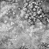 Svedvi sn Rallsta RAÄ 16 Arkeologisk undersökning utförd av Vlm / Henry Simonsson 1960-61.