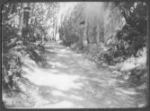 Oscar Janssons album 1899-1919