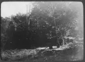 Oscar Janssons album 1899-1919