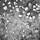 Svedvi sn Rallsta RAÄ 16 Arkeologisk undersökning utförd av Vlm / Henry Simonsson 1960-61.