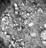 Svedvi sn Rallsta RAÄ 16 Arkeologisk undersökning utförd av Vlm / Henry Simonsson 1960-61.