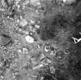 Svedvi sn Rallsta RAÄ 16 Arkeologisk undersökning utförd av Vlm / Henry Simonsson 1960-61.