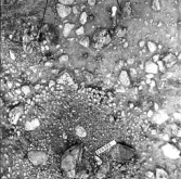 Svedvi sn Rallsta RAÄ 16 Arkeologisk undersökning utförd av Vlm / Henry Simonsson 1960-61.