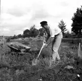 Svedvi sn Rallsta RAÄ 16 Arkeologisk undersökning utförd av Vlm / Henry Simonsson 1960-61.

Arbetsbild från utgrävningen.