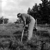 Svedvi sn Rallsta RAÄ 16 Arkeologisk undersökning utförd av Vlm / Henry Simonsson 1960-61.

Man torvar av.