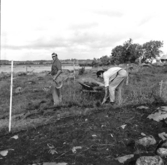 Svedvi sn Rallsta RAÄ 16 Arkeologisk undersökning utförd av Vlm / Henry Simonsson 1960-61.

Avtorvning av gravfältet.