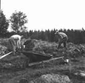Svedvi sn Rallsta RAÄ 16 Arkeologisk undersökning utförd av Vlm / Henry Simonsson 1960-61.

Två män torvar av.