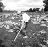 Svedvi sn Rallsta RAÄ 16 Arkeologisk undersökning utförd av Vlm / Henry Simonsson 1960-61.

En kvinna finrensar det avtorvade gravfältet.