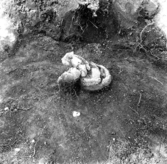 Svedvi sn Rallsta RAÄ 16 Arkeologisk undersökning utförd av Vlm / Henry Simonsson 1960-61.

Lerkärl under utgrävning i anläggning 72.