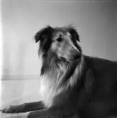 COLLIE HUND
