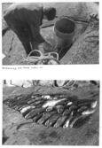 Farfars fiskealbum 1931-1933