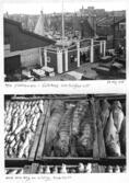 Farfars fiskealbum 1936