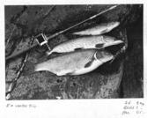 Farfars fiskealbum 1936