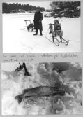 Farfars fiskealbum 1937-1939