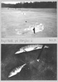 Farfars fiskealbum 1937-1939