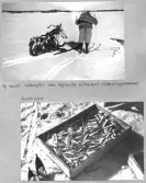 Farfars album; vinterfiske; 1940-1941