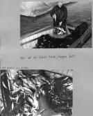 Farfars album; vinterfiske; 1940-1941