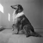 COLLIE HUND
