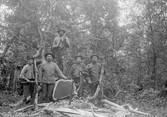 Skogshuggare i USA, 1930-tal