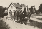 Arbetshästar framför harven på Pettersbergs gård, 1920-tal