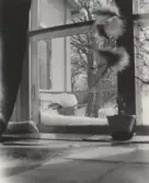 Fågelmatare på Pettersbergs gård, 1920-tal