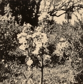 Äppelträdet Cox Orange blommar första gången på Pettersbergs gård, 1930-tal