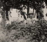 Ester bland bärbuskarna på Pettersbergs gård, 1940-tal