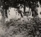 Ester bland bärbuskarna på Pettersbergs gård, 1940-tal