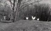 Höns på Pettersbergs gård, 1930