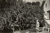 Konjaksäpplema är mogna på Pettersbergs gård, 1940-tal